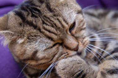 Tatlı kedi kendini yıkıyor, pembe kedi dili.