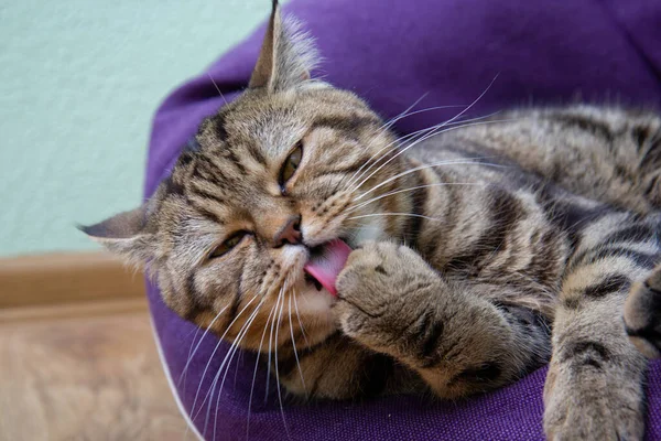 cute cat washing itself, portrait of a cute cat while washing itself, pink cat tongue