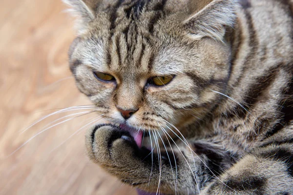 Милая Кошка Моется Сама Портрет Милой Кошки Время Мытья Розовый — стоковое фото