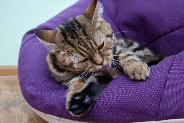 cute cat washing itself, portrait of a cute cat while washing itself, pink cat tongue