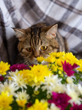 Yatağın üzerinde bir buket parlak çiçekli kedi.