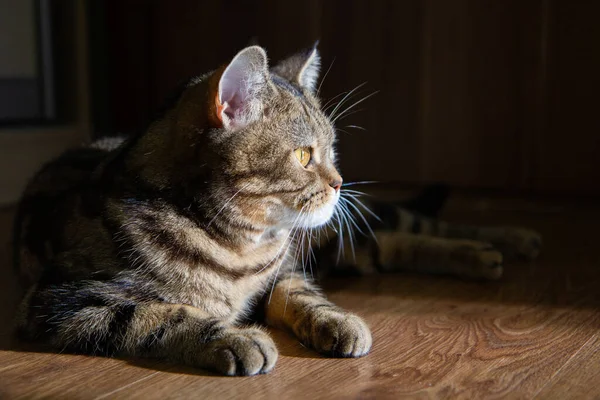 Портрет Кошки Солнце — стоковое фото