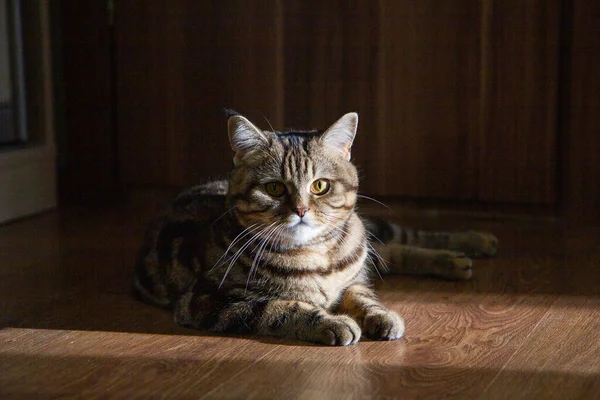 Portrait Cat Sun — Stock Photo, Image