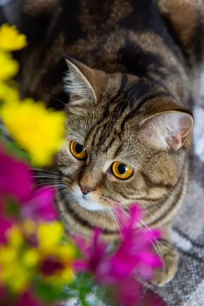 Yatağın Üzerinde Bir Buket Parlak Çiçekli Kedi — Stok fotoğraf