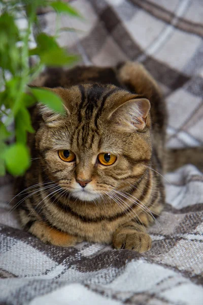 Кошка Букетом Ярких Цветов Кровати — стоковое фото