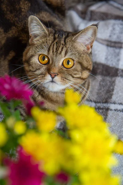 Yatağın Üzerinde Bir Buket Parlak Çiçekli Kedi — Stok fotoğraf