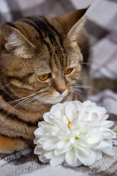 Кошка Букетом Белых Цветов Кровати — стоковое фото