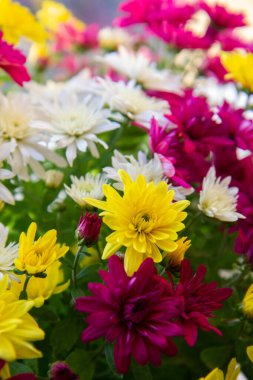 Sarı ve mor kasımpatılar bir tencerede