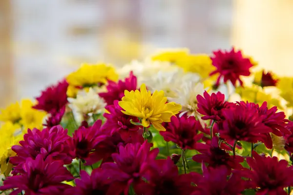yellow and purple chrysanthemums in a pot