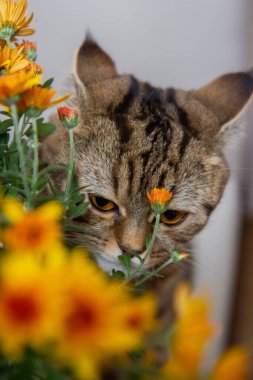 Kedi bir buket portakal çiçeği kokluyor.