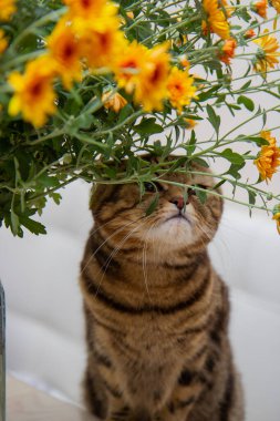 Kedi bir buket portakal çiçeği kokluyor.