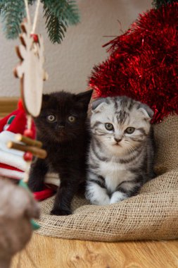 Oyuncak, siyah kedi ve İskoç kedileriyle yerde oynayan sevimli kediler.