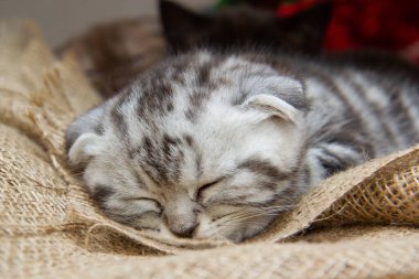 Mavi İskoç kedi yavrusu çuval bezinde uyuyor