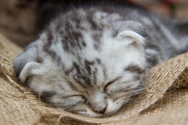 Mavi İskoç kedi yavrusu çuval bezinde uyuyor