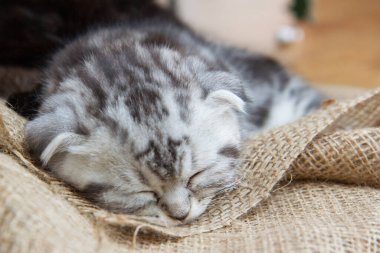 Mavi İskoç kedi yavrusu çuval bezinde uyuyor
