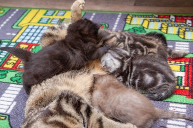 Kedi yavruları besler, süt yavruları anne sütü yer.
