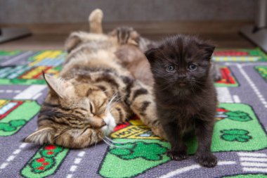 Kedi yavruları besler, süt yavruları anne sütü yer.