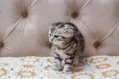 İskoç kedi yavrusu yatakta oyuncakla oynuyor.