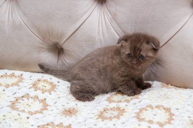 Kahverengi bir kedi portresi, İskoç kedisi yatakta.