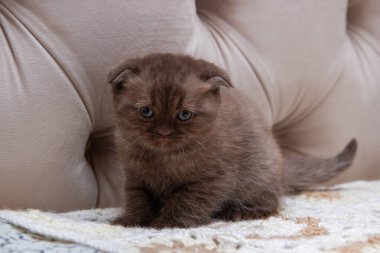 Kahverengi bir kedi portresi, İskoç kedisi yatakta.