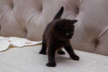 Siyah bir kedi portresi, İskoç heteroseksüel bir kedi