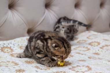 Çizgili İskoç kedileri yatağın üzerinde, küçük kedilerin portresi.