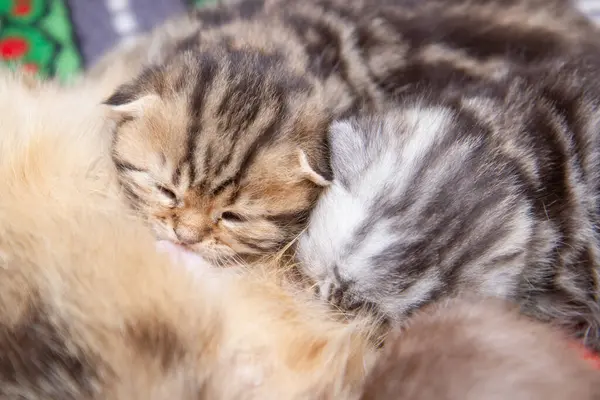 Kedi yavruları besler, süt yavruları anne sütü yer.