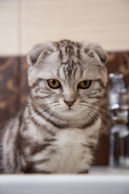 Çizgili şirin gri kedi beyaz bir kabukta oturuyor, İskoç bir kedi portresi.