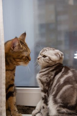 kedi anne ve kedi yavrusu İskoç kıvrımlı ve düz kulaklı