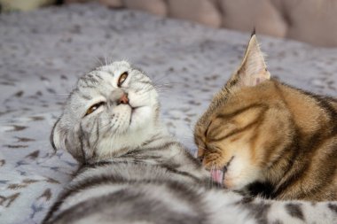 Bir kedi yavru kedisini yıkıyor, iki kedi yatakta yıkıyor, İskoç kediler