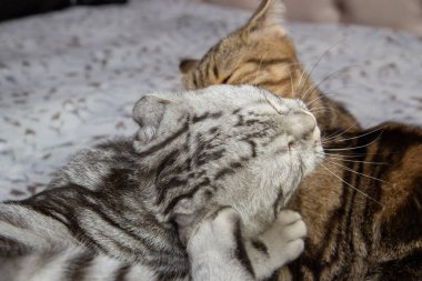 Bir kedi yavru kedisini yıkıyor, iki kedi yatakta yıkıyor, İskoç kediler