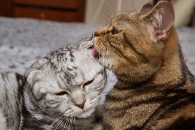 Bir kedi yavru kedisini yıkıyor, iki kedi yatakta yıkıyor, İskoç kediler