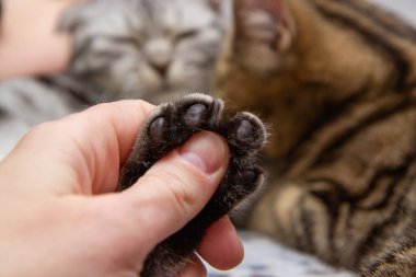 insan eliyle kedi pençesi