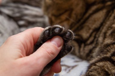 insan eliyle kedi pençesi