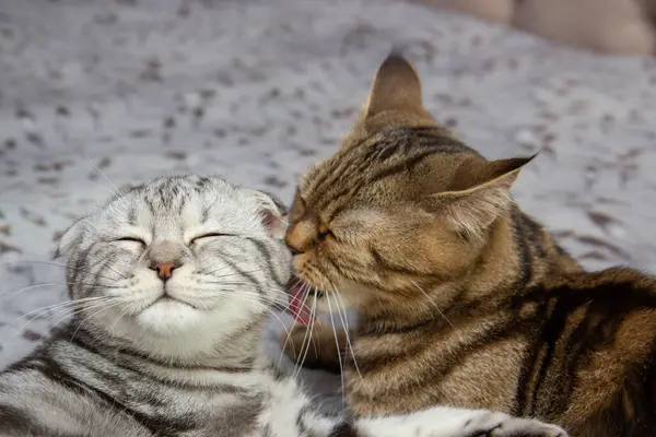 Stock image a cat washes her baby cat, two cats on the bed washing, Scottish cats