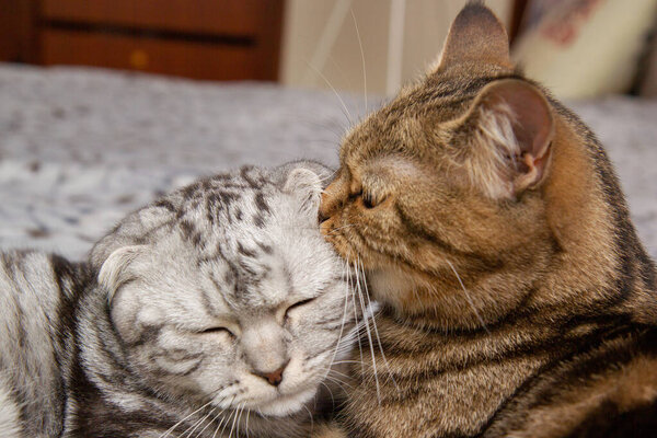 a cat washes her baby cat, two cats on the bed washing, Scottish cats