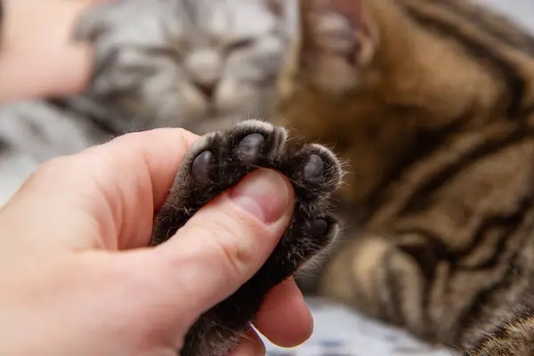 cat paw in human hand
