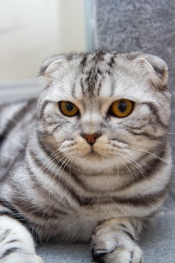 Yerde yatan gri bir İskoç kedinin portresi