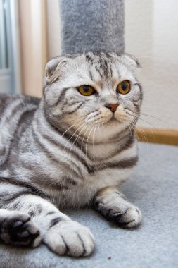 Komik İskoç kedisi yerde