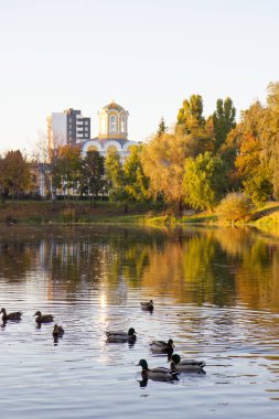 Ördekler şehir parkında bir gölette yüzerler.