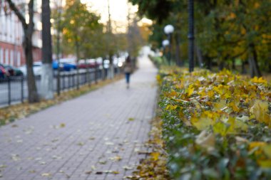 Şehir parkında sarı yapraklı ağaçlar