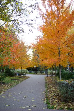 trees with yellow foliage in the city park clipart