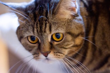 kahverengi tekir kedi portresi kartpostal için