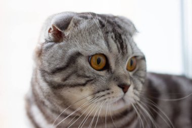 Pencerenin kenarındaki gri bir İngiliz kedinin portresi. Tatil için bir kediyle kartpostal.