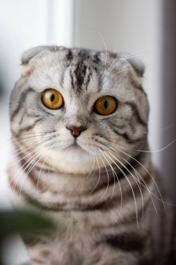 Pencerenin kenarındaki gri bir İngiliz kedinin portresi. Tatil için bir kediyle kartpostal.