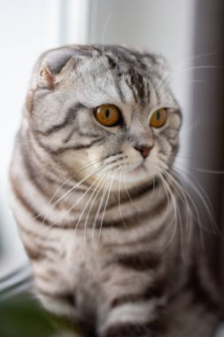 Pencerenin kenarındaki gri bir İngiliz kedinin portresi. Tatil için bir kediyle kartpostal.