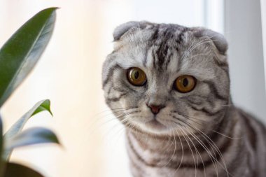 Pencerenin kenarındaki gri bir İngiliz kedinin portresi. Tatil için bir kediyle kartpostal.