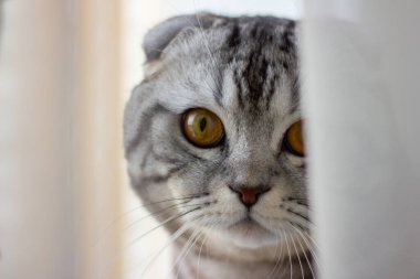 Pencerenin kenarındaki gri bir İngiliz kedinin portresi. Tatil için bir kediyle kartpostal.
