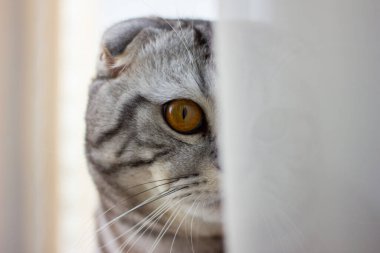 Pencerenin kenarındaki gri bir İngiliz kedinin portresi. Tatil için bir kediyle kartpostal.