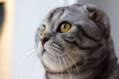 İskoç katlı kedi kaplan boyası, şirin bir kedi portresi.